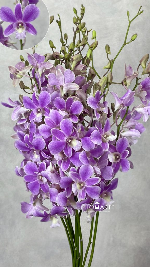 Dendrobium Pink Promote