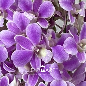 Dendrobium Pink Promote - Image 2
