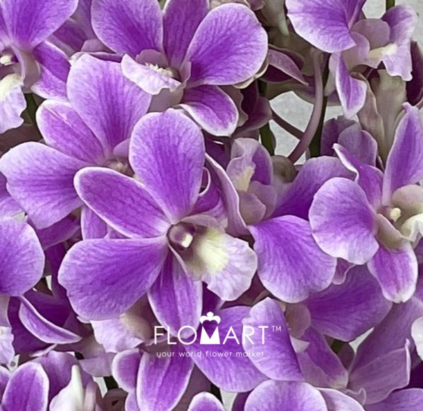Dendrobium Pink Promote