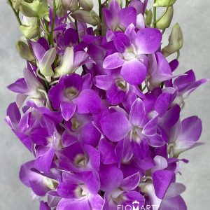 Dendrobium Sakura Big