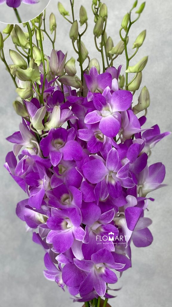 Dendrobium Sakura Big