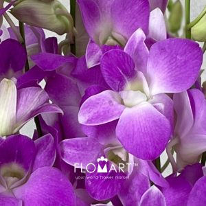 Dendrobium Sakura Big - Image 2