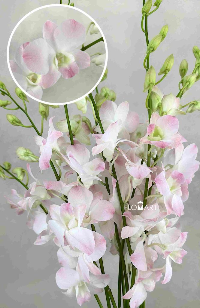 Dendrobium Suree Peach