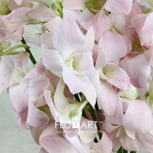 Dendrobium Suree Peach - Image 2