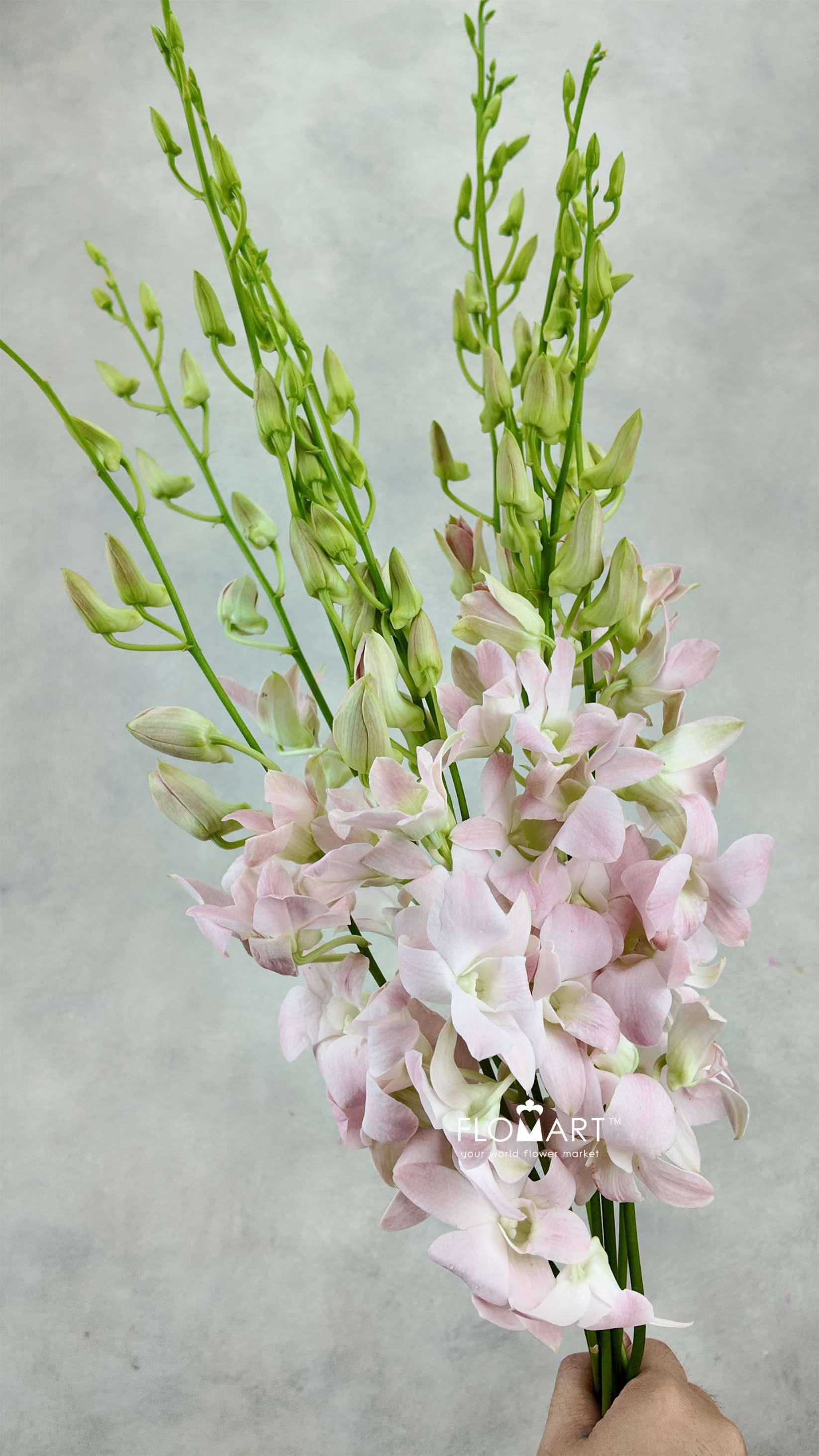 Dendrobium Suree Peach - Image 1