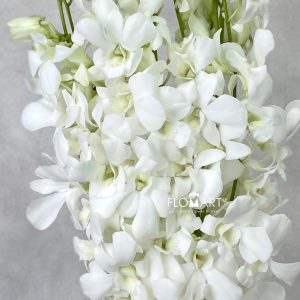 Dendrobium White Pramote