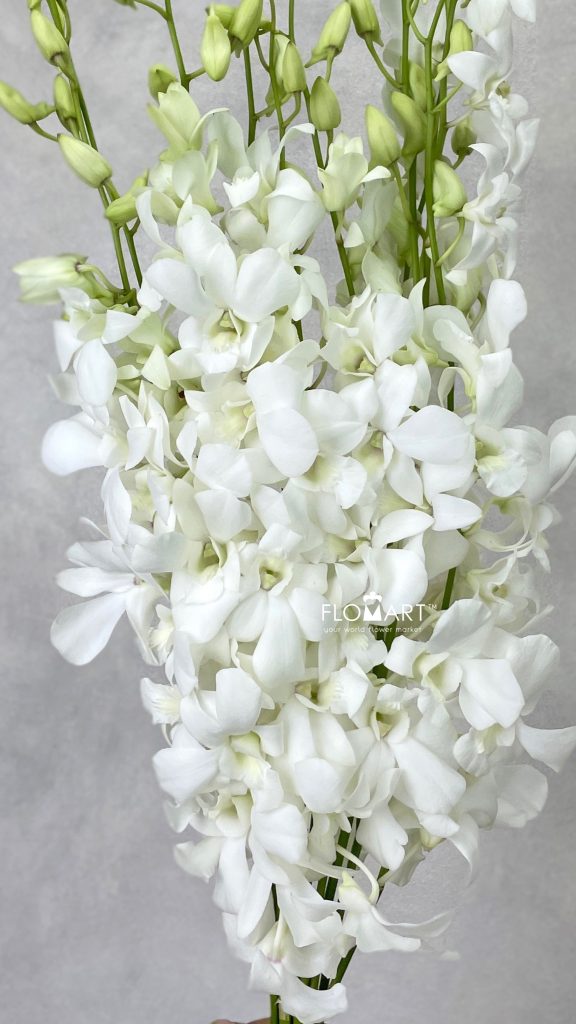 Dendrobium White Pramote