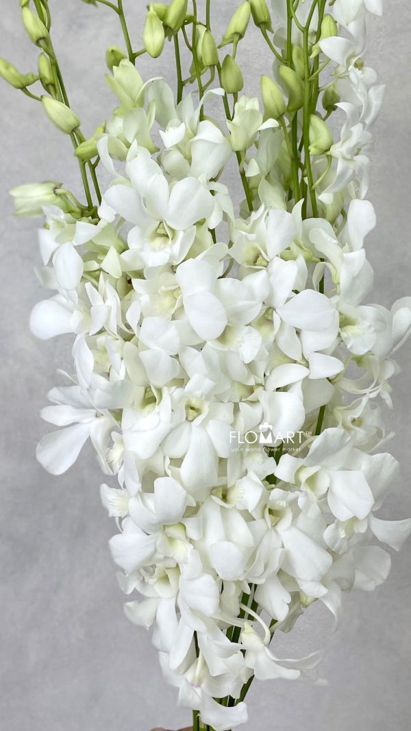 Dendrobium White Pramote