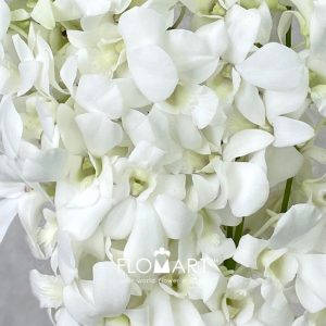 Dendrobium White Pramote - Image 2