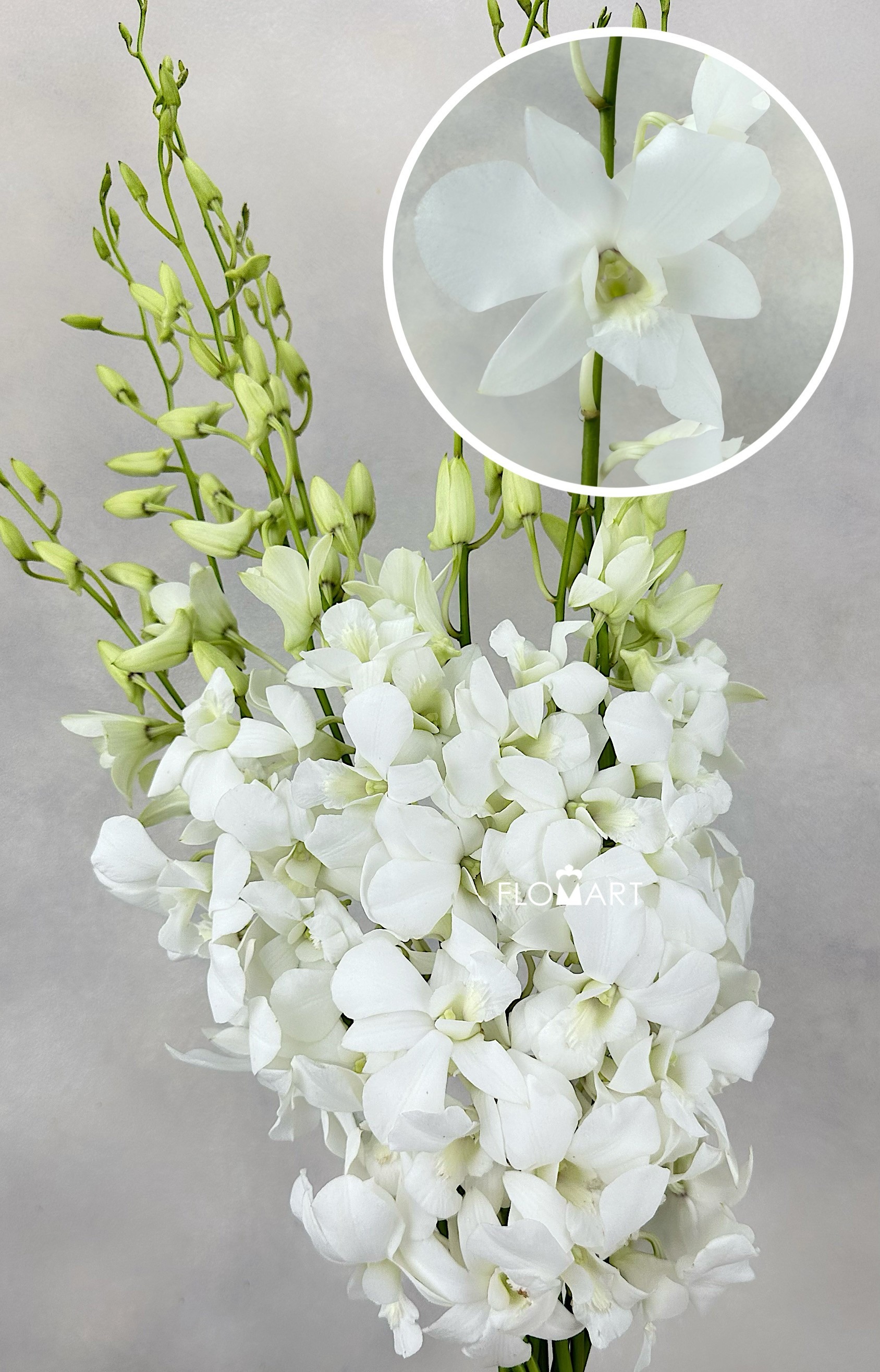 Dendrobium White Pramote - Image 1