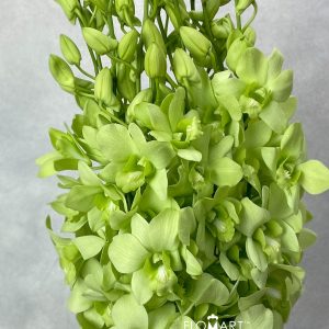 Denndrobium Green White