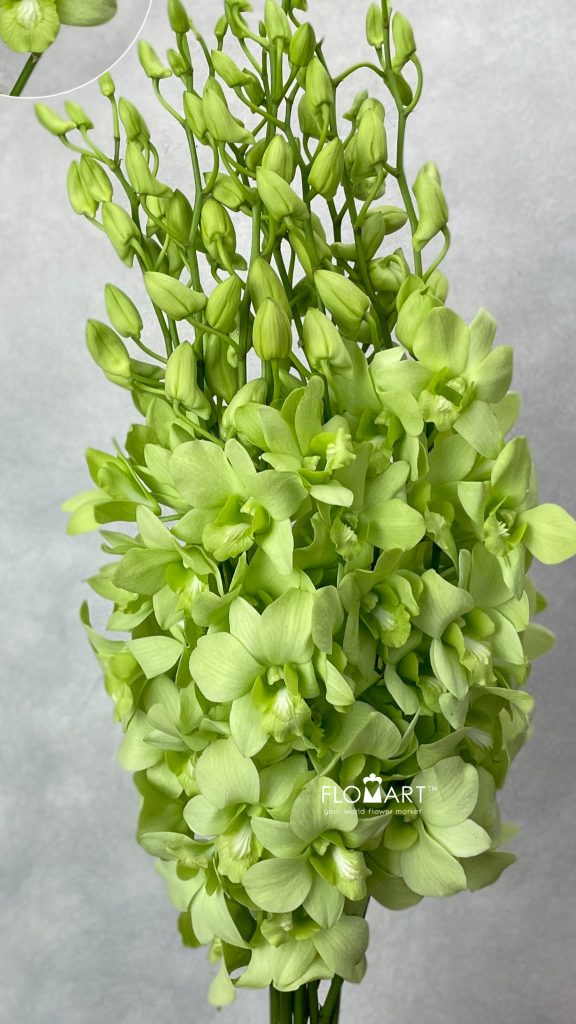 Denndrobium Green White