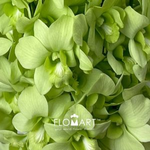 Denndrobium Green White - Image 2