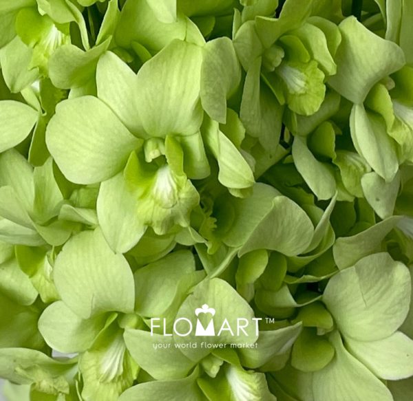 Denndrobium Green White