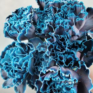 Dianthus VIP Navy Blue