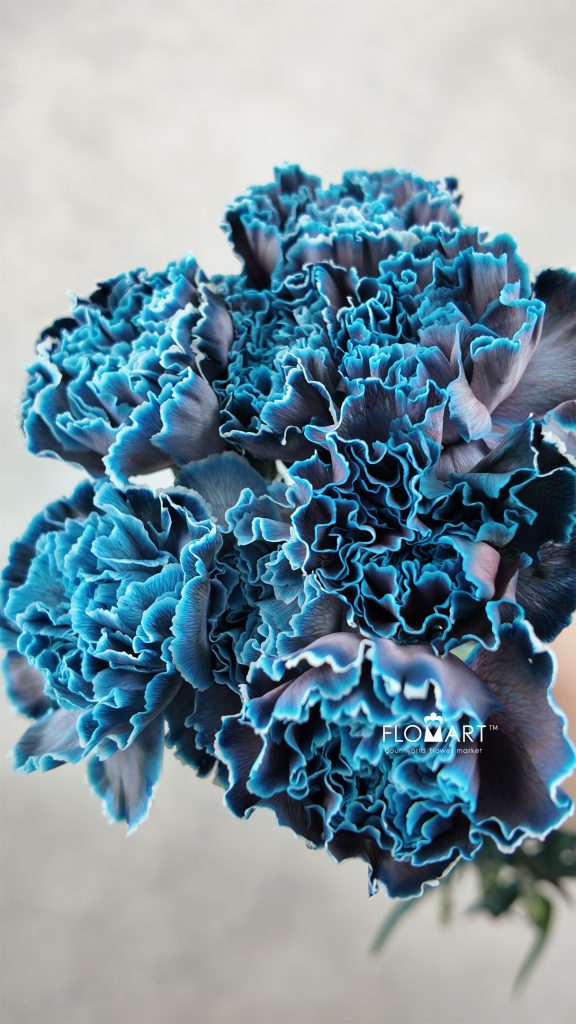 Dianthus VIP Navy Blue