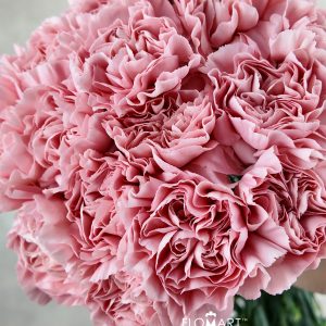 Dianthus st Aisha