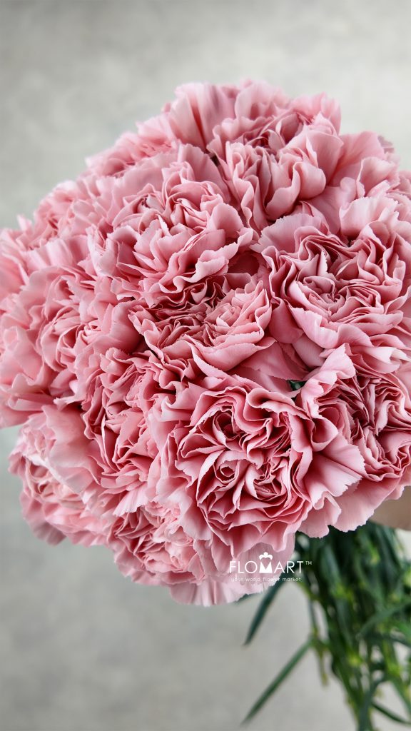 Dianthus st Aisha