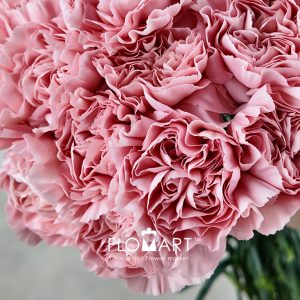 Dianthus st Aisha - Image 2