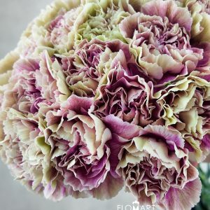 Dianthus st Antigua