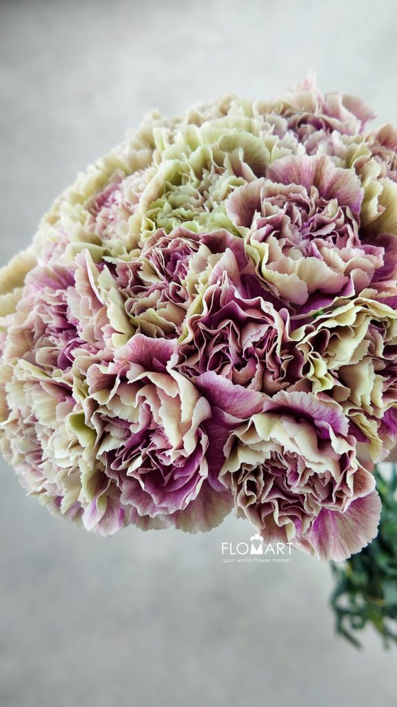 Dianthus st Antigua