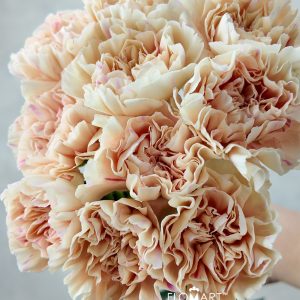 Dianthus st Apple Tea