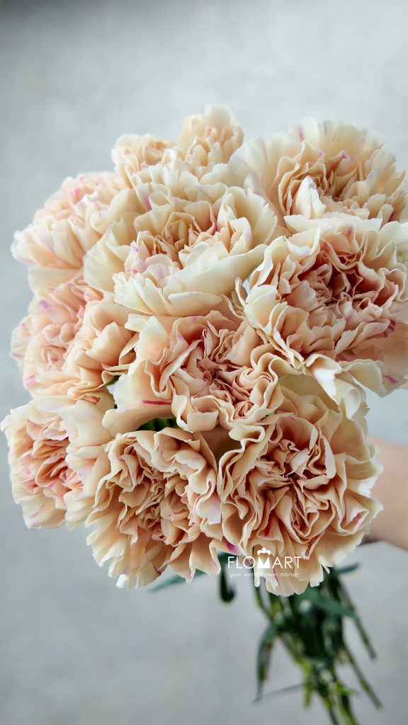 Dianthus st Apple Tea