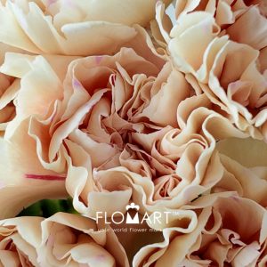 Dianthus st Apple Tea - Image 2