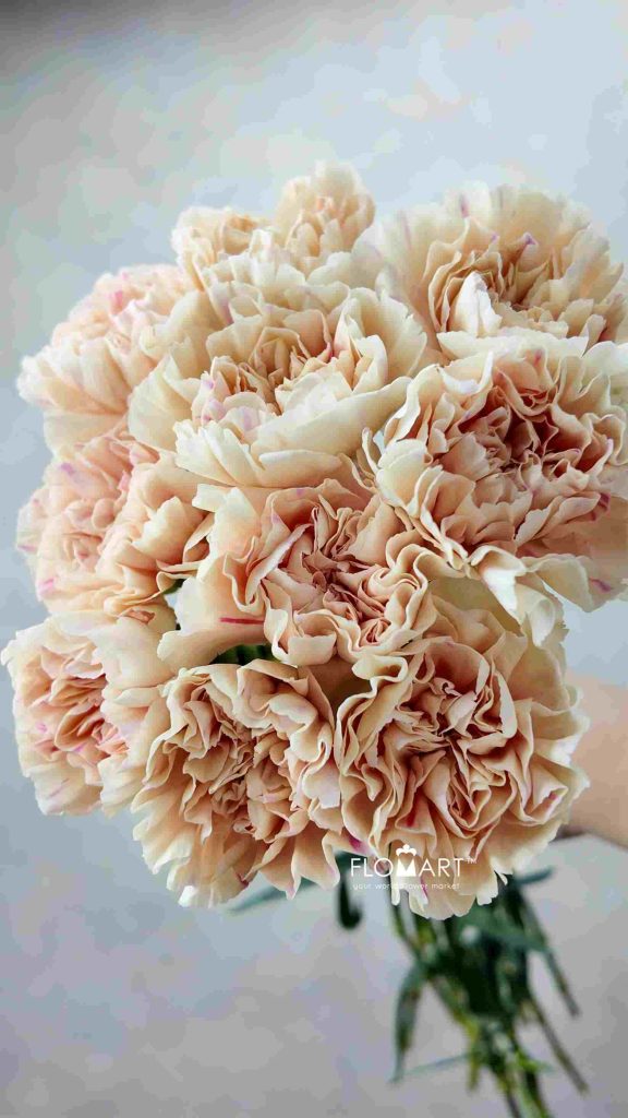 Dianthus st Apple Tea