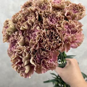 Dianthus st Babylon