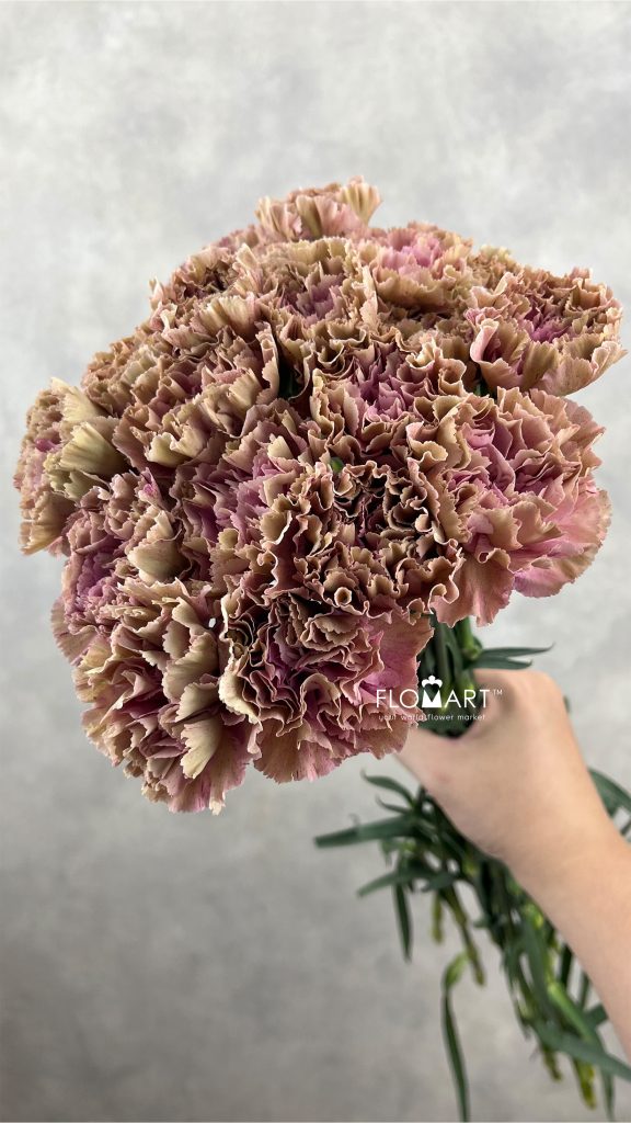 Dianthus st Babylon