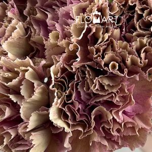 Dianthus st Babylon - Image 2
