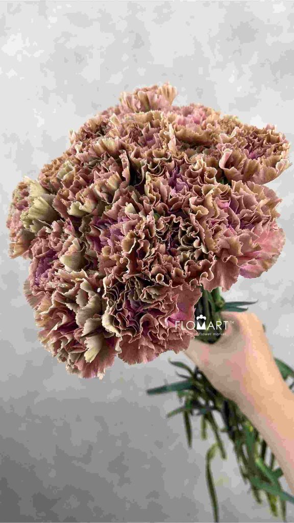Dianthus st Babylon