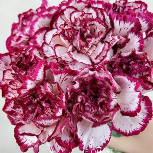 Dianthus st Baccarat