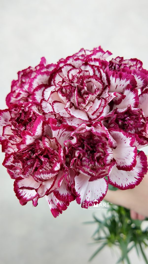 Dianthus st Baccarat