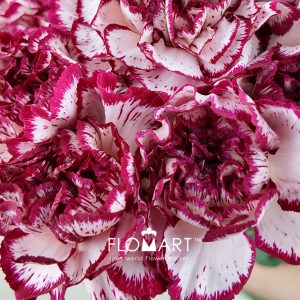 Dianthus st Baccarat - Image 2