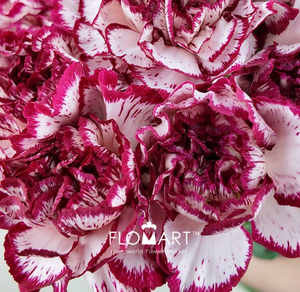 Dianthus st Baccarat
