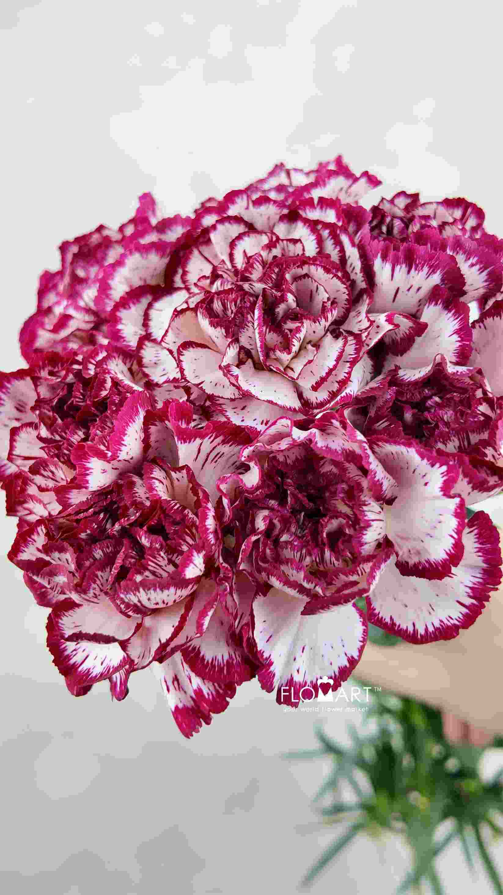 Dianthus st Baccarat - Image 1