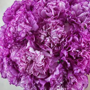 Dianthus st Boheme