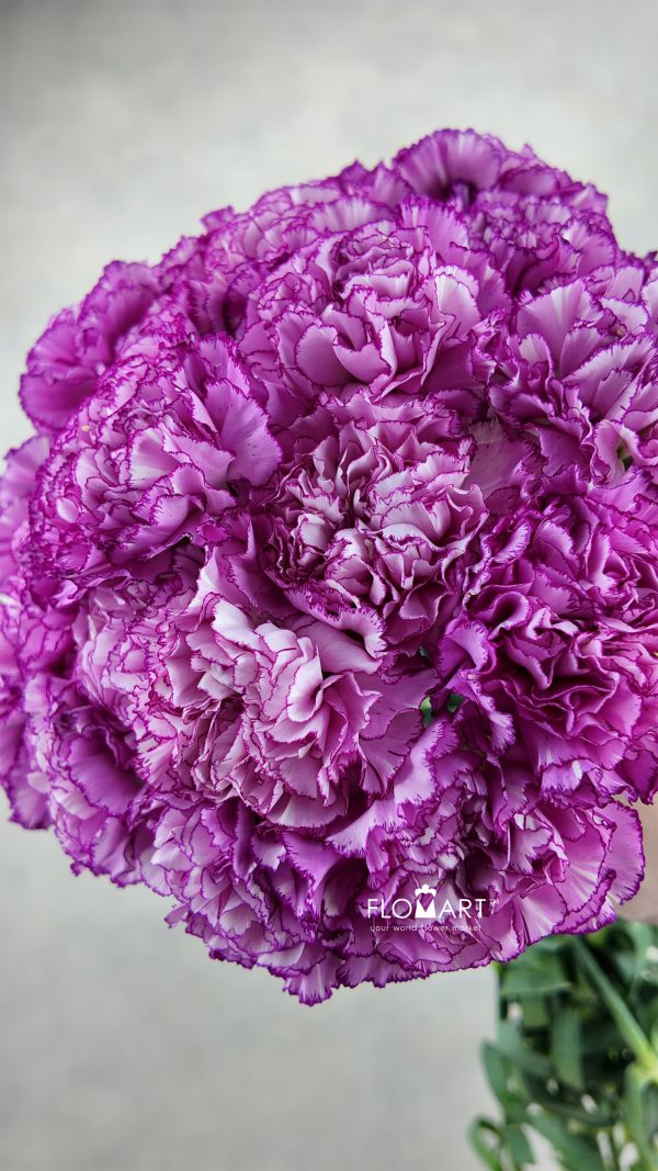 Dianthus st Boheme