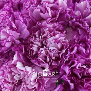 Dianthus st Boheme - Image 2
