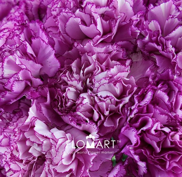 Dianthus st Boheme