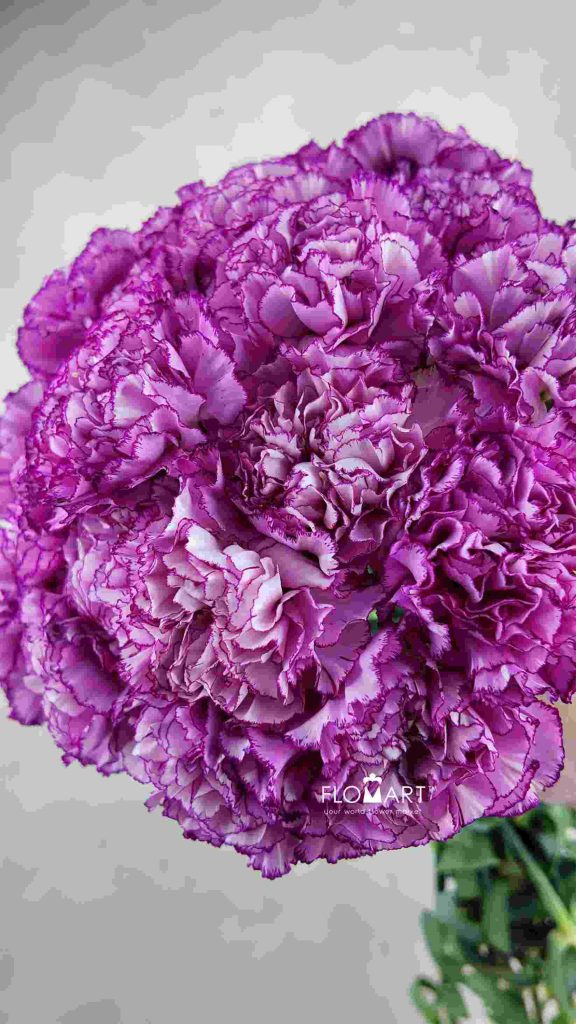 Dianthus st Boheme
