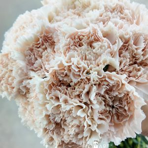Dianthus st Brut