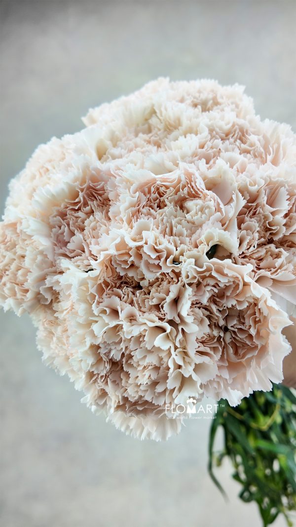 Dianthus st Brut