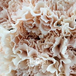 Dianthus st Brut - Image 2