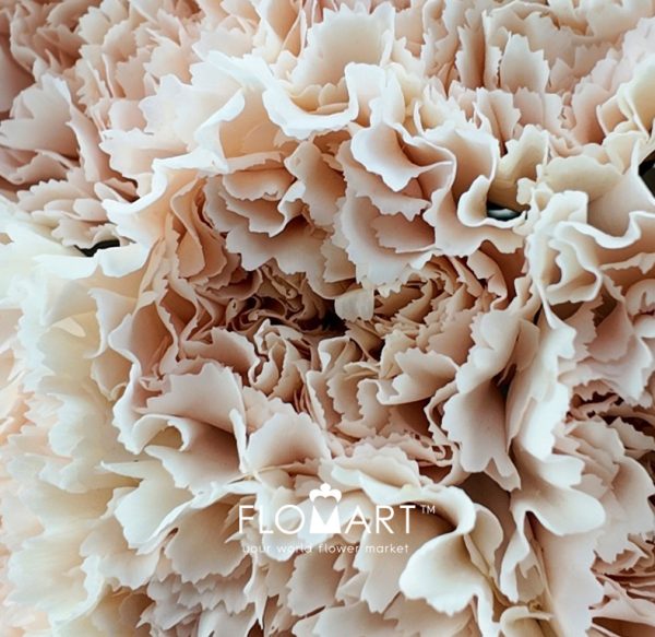 Dianthus st Brut