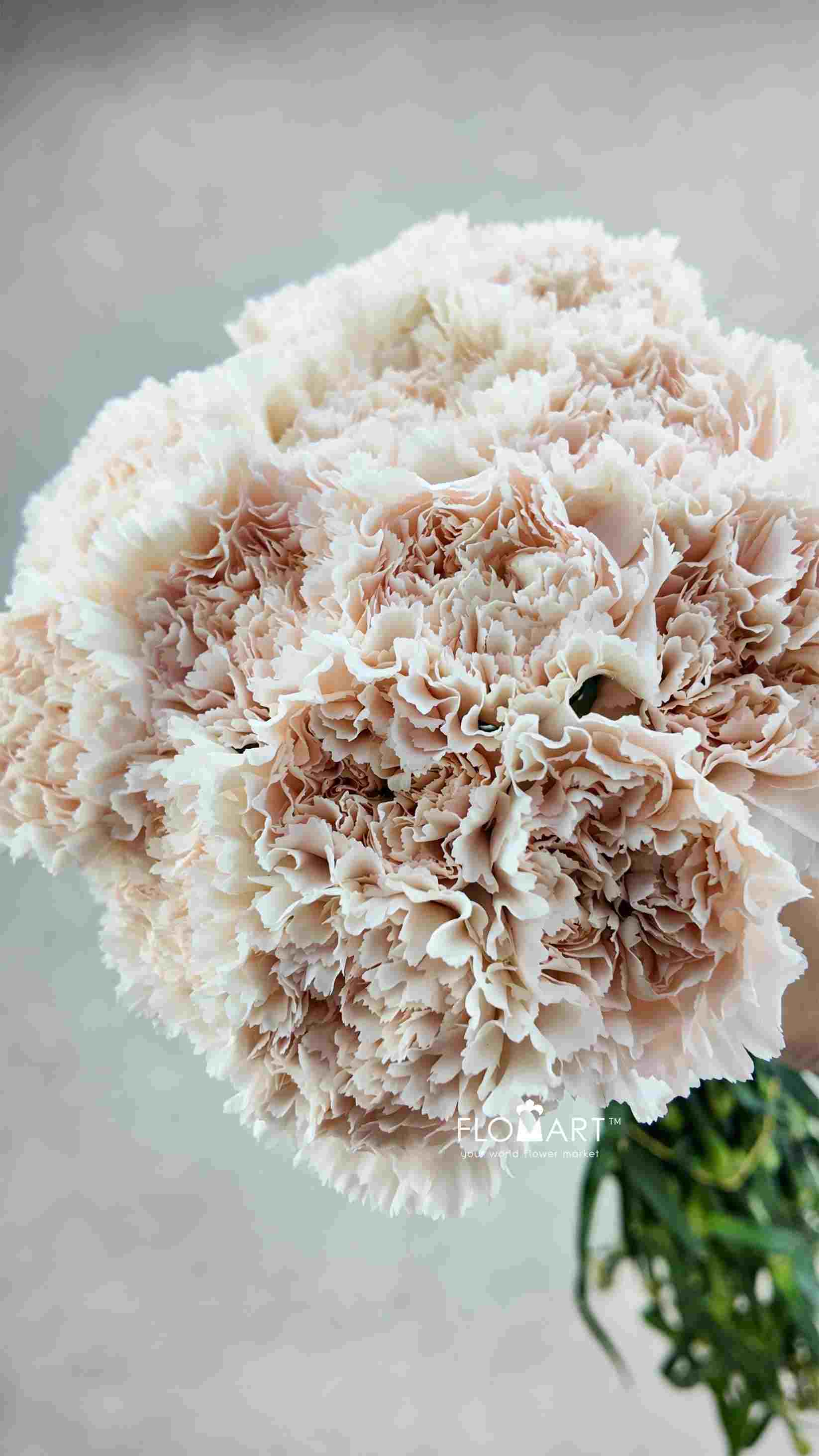 Dianthus st Brut - Image 1