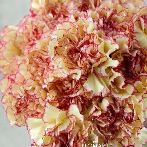 Dianthus st Cadiz