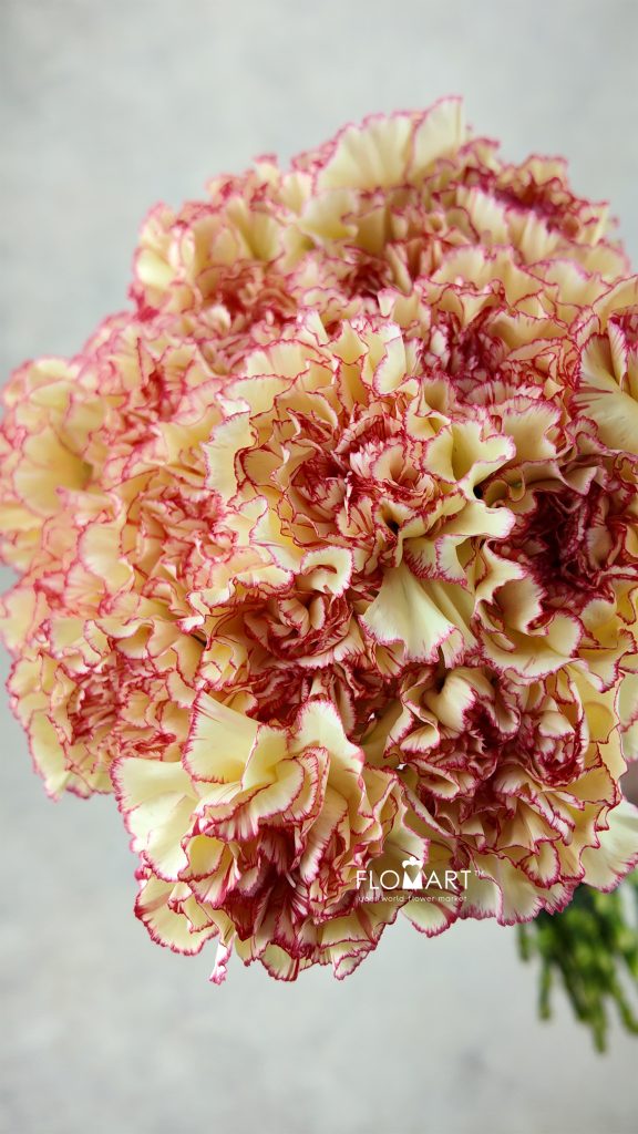 Dianthus st Cadiz